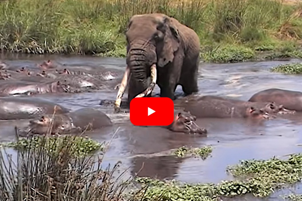 Elephant vs Hippos