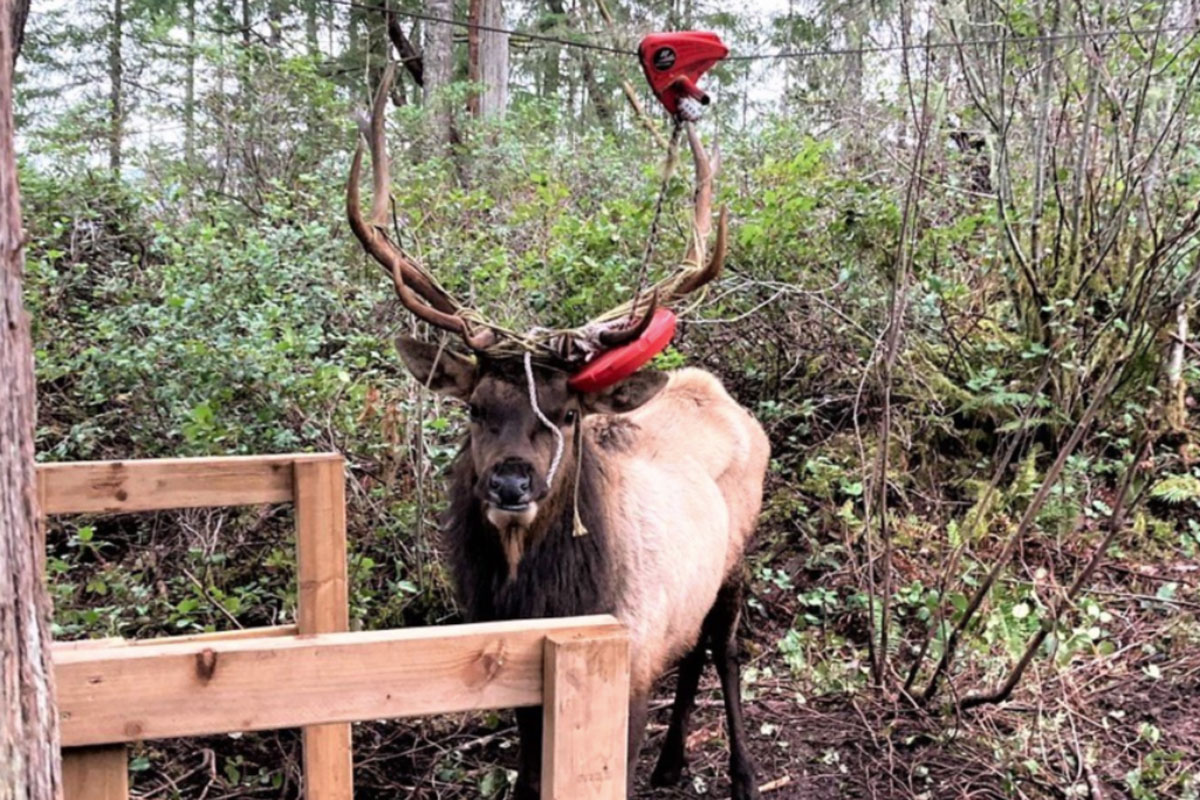 bull elk