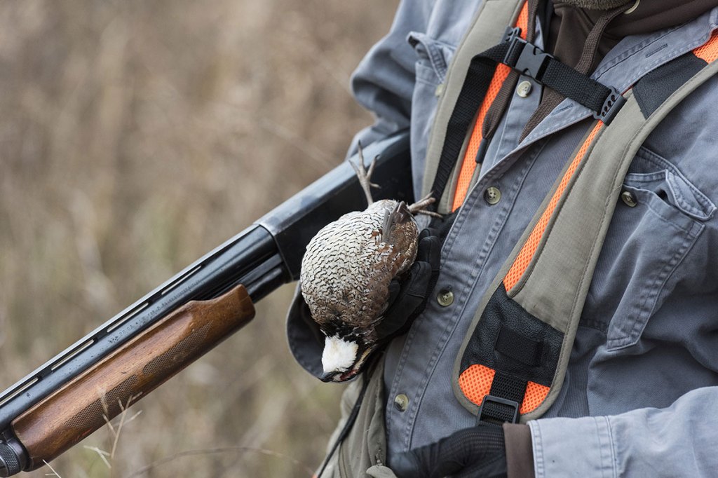 5 States With the Best Quail Hunting Wide Open Spaces