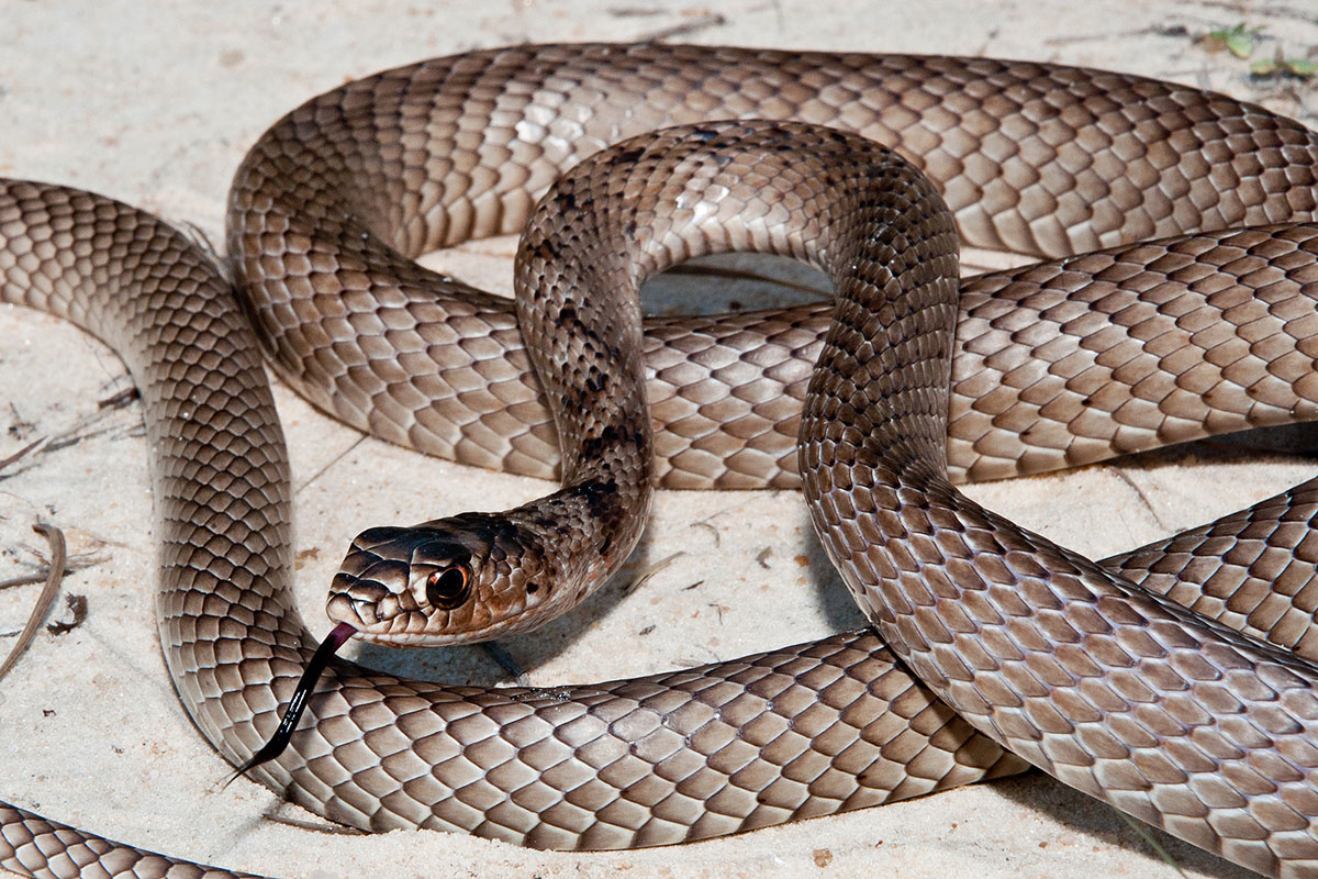 Coachwhip Snake
