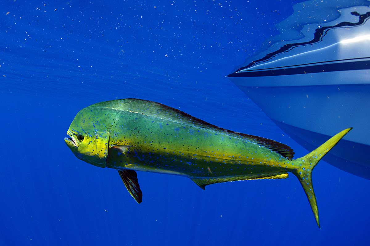 Fishing For Mahi Mahi