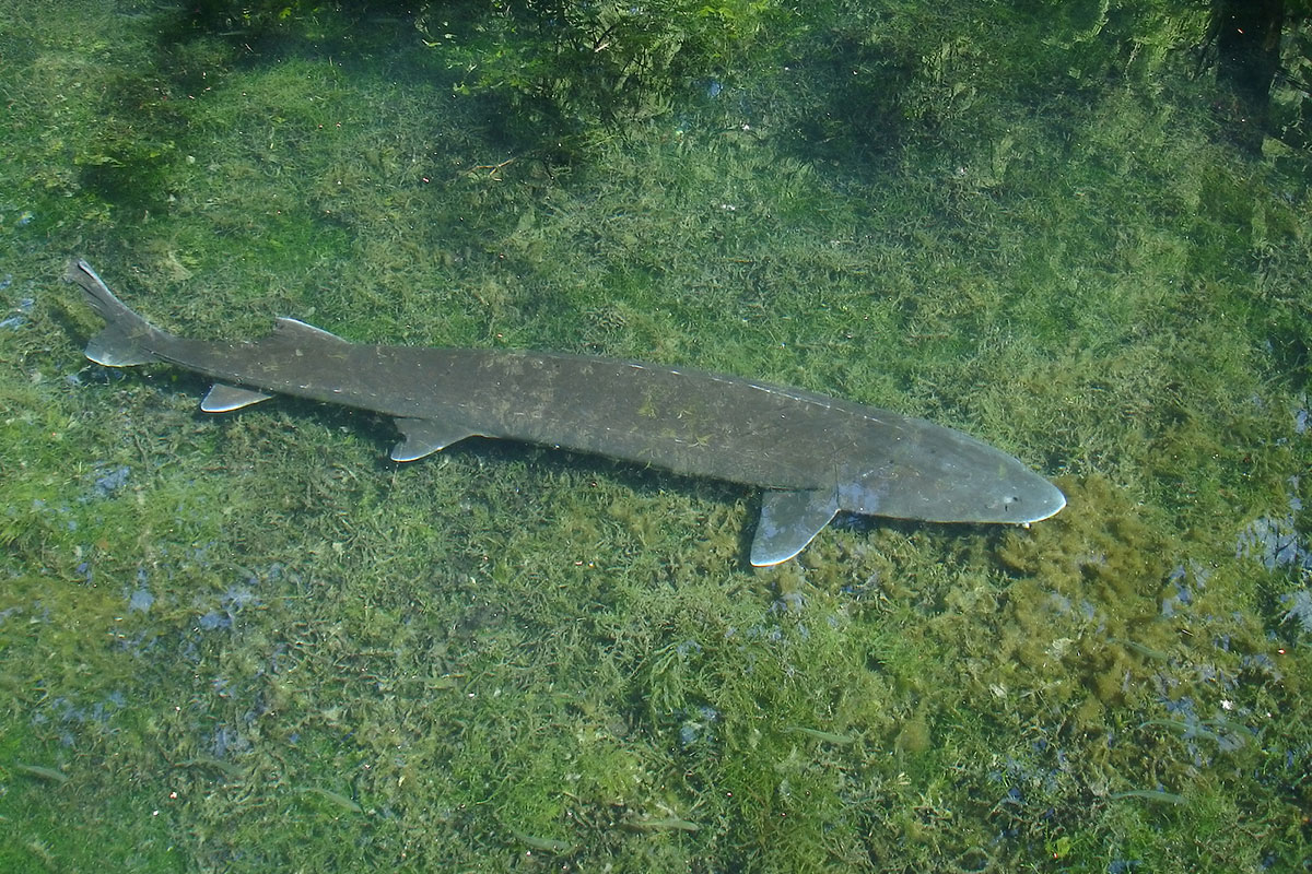 Ugly Fish