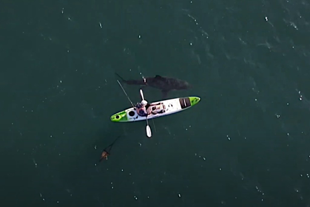 Great White Shark Gives Kayak Angler a Real Scare