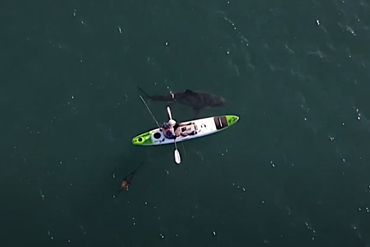 Looking Back on the 3,000-Pound Great White Shark Caught Off Hilton