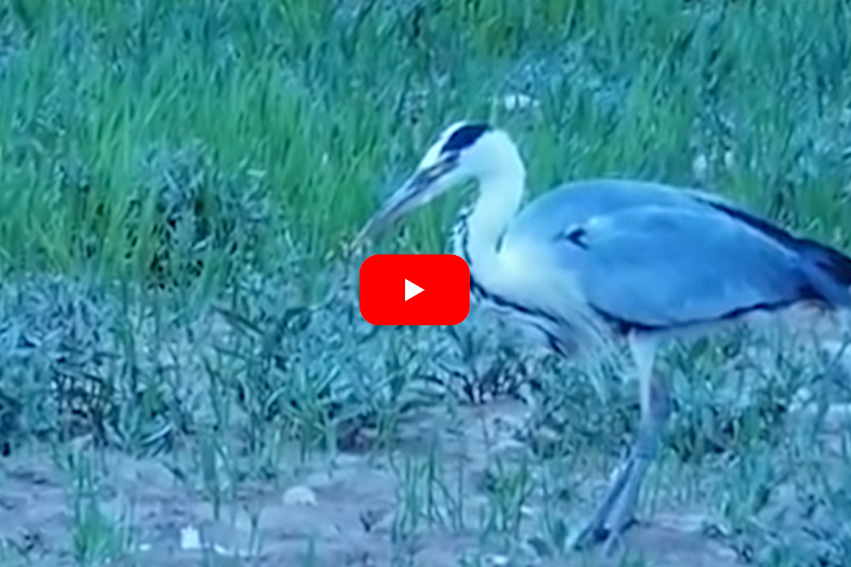 Grey Heron