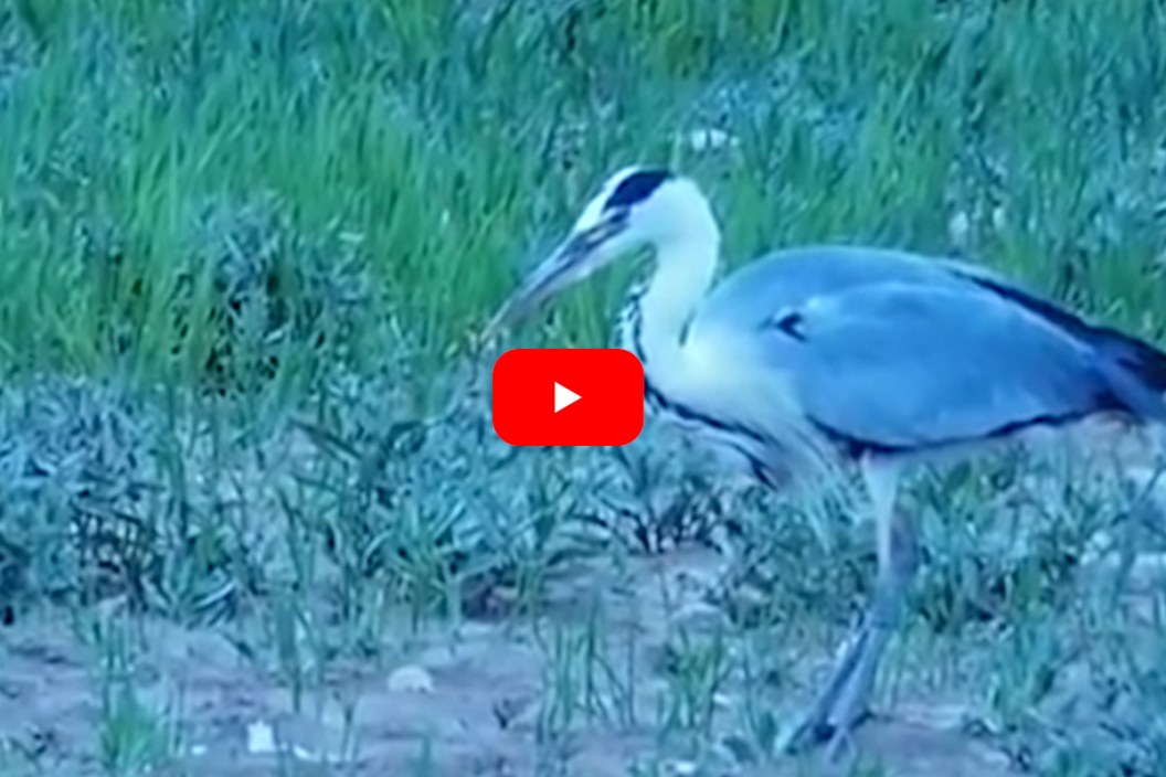 Grey Heron