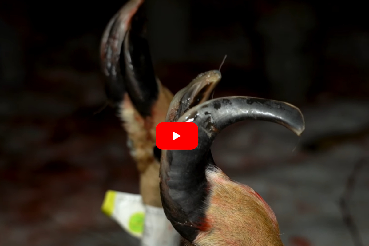 Sleigh Hoof Deer