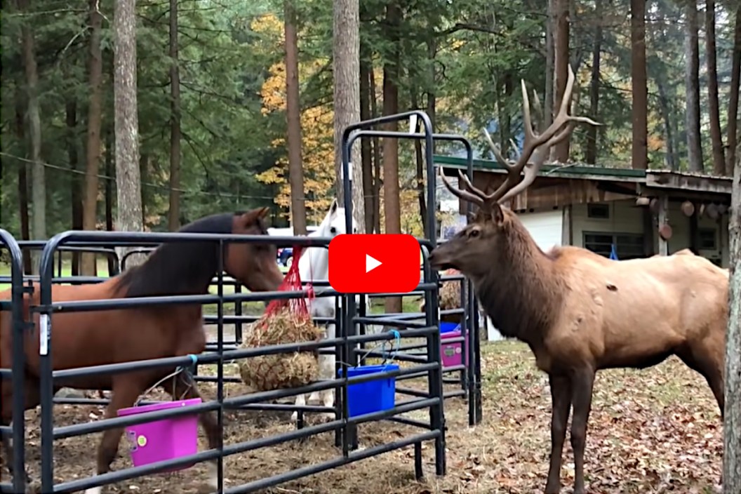 Horse vs Elk