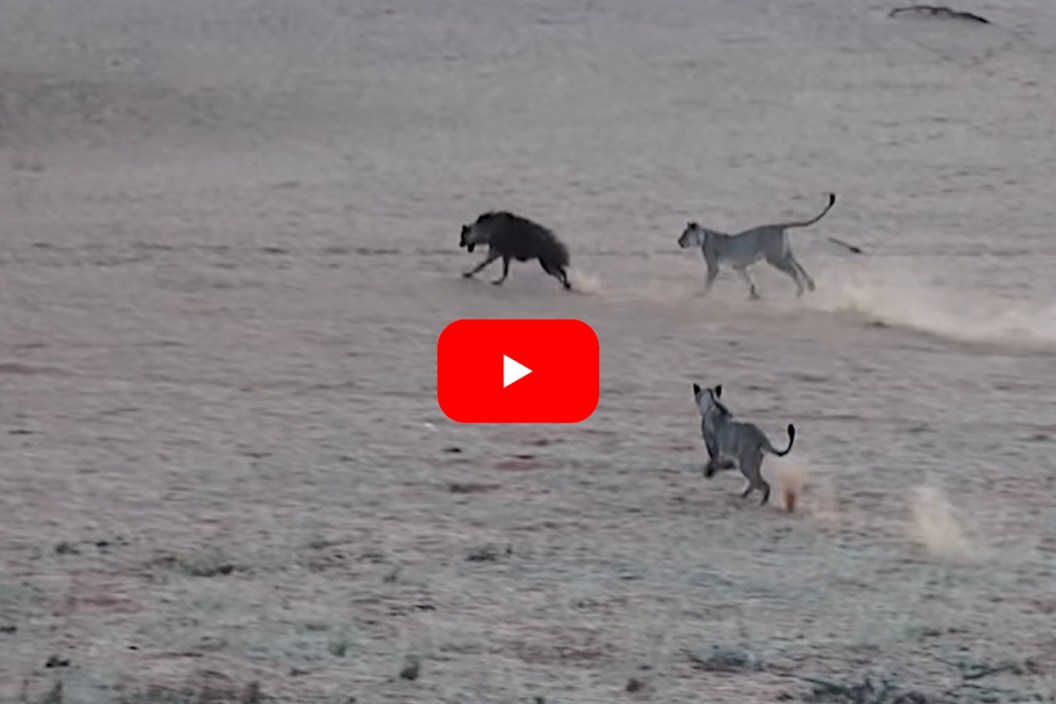 Hyena vs Lions