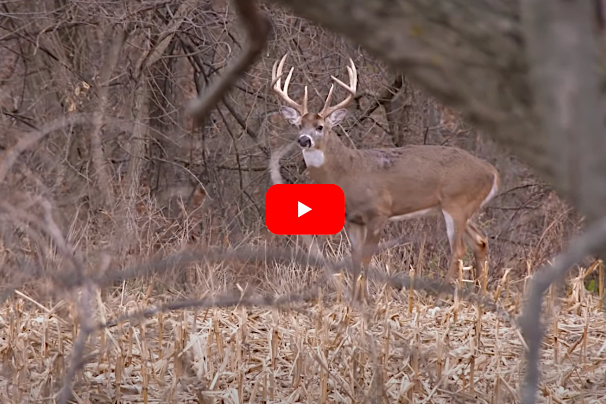 Shotgun Buck
