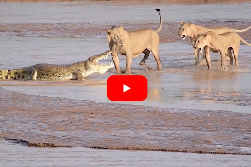 Lions vs Crocodile