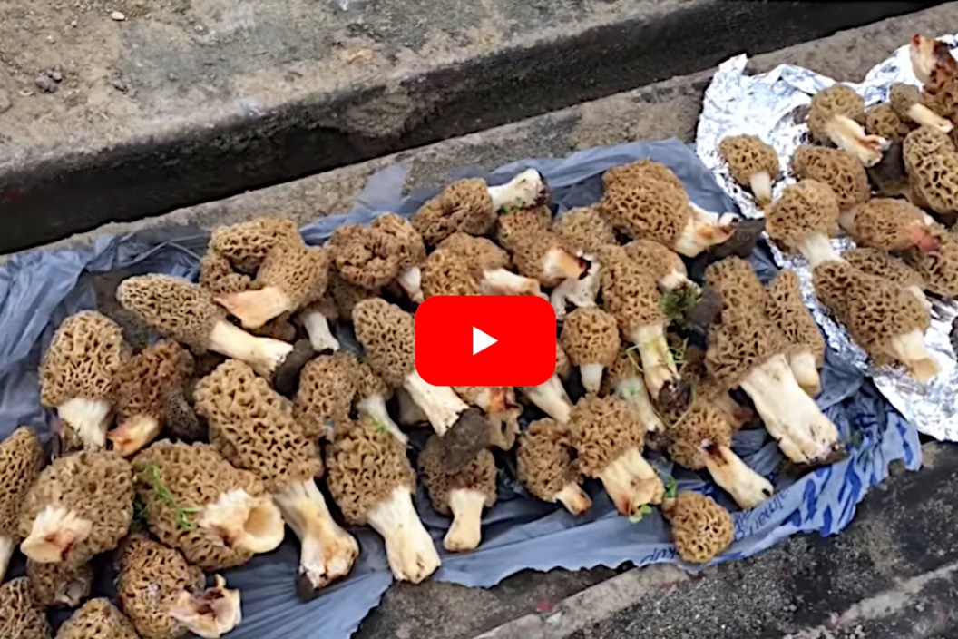 Many Morel Mushrooms