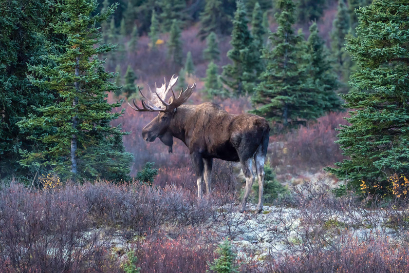 how big is a moose