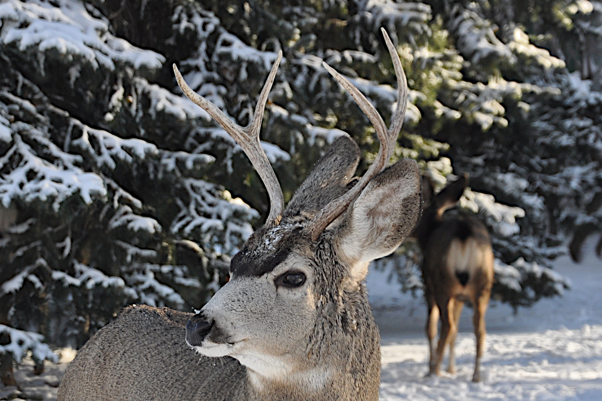 Mule Deer Arrow