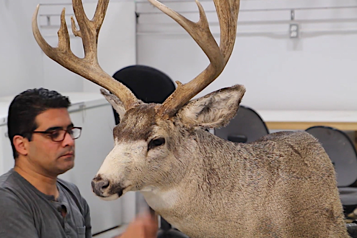 Mule Deer Taxidermy