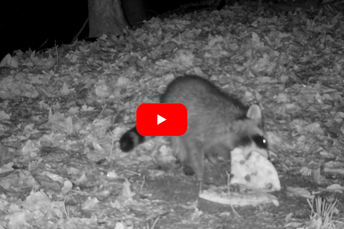 Man Puts Trail Camera Over A Pizza In The Woods To See How Animals