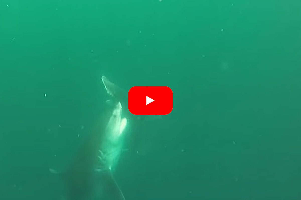 Tiger Shark vs Hammerhead