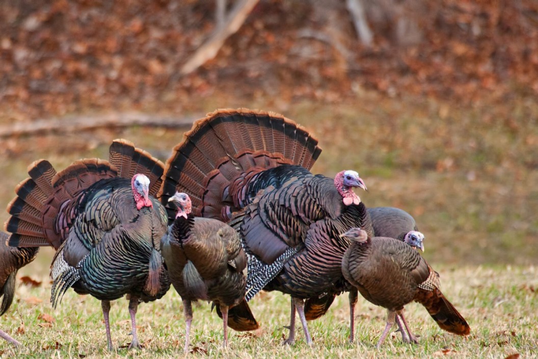 turkey hunting shotguns