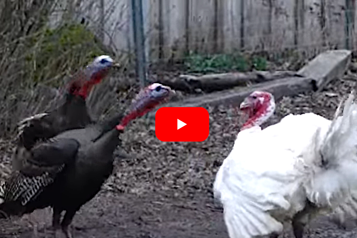 Wild Turkey