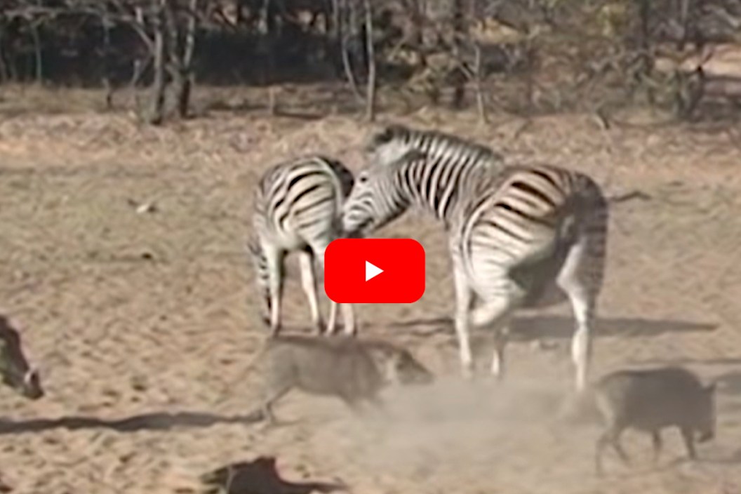 Zebra Warthog