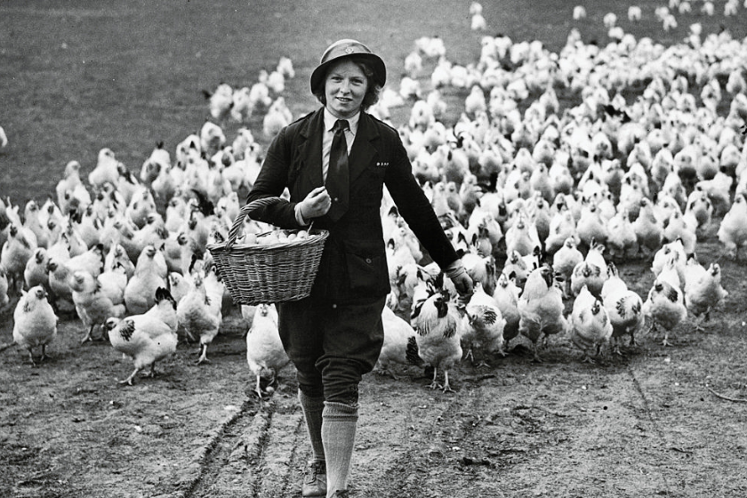 Woman collects eggs from chickens in Worcestershire, 1941