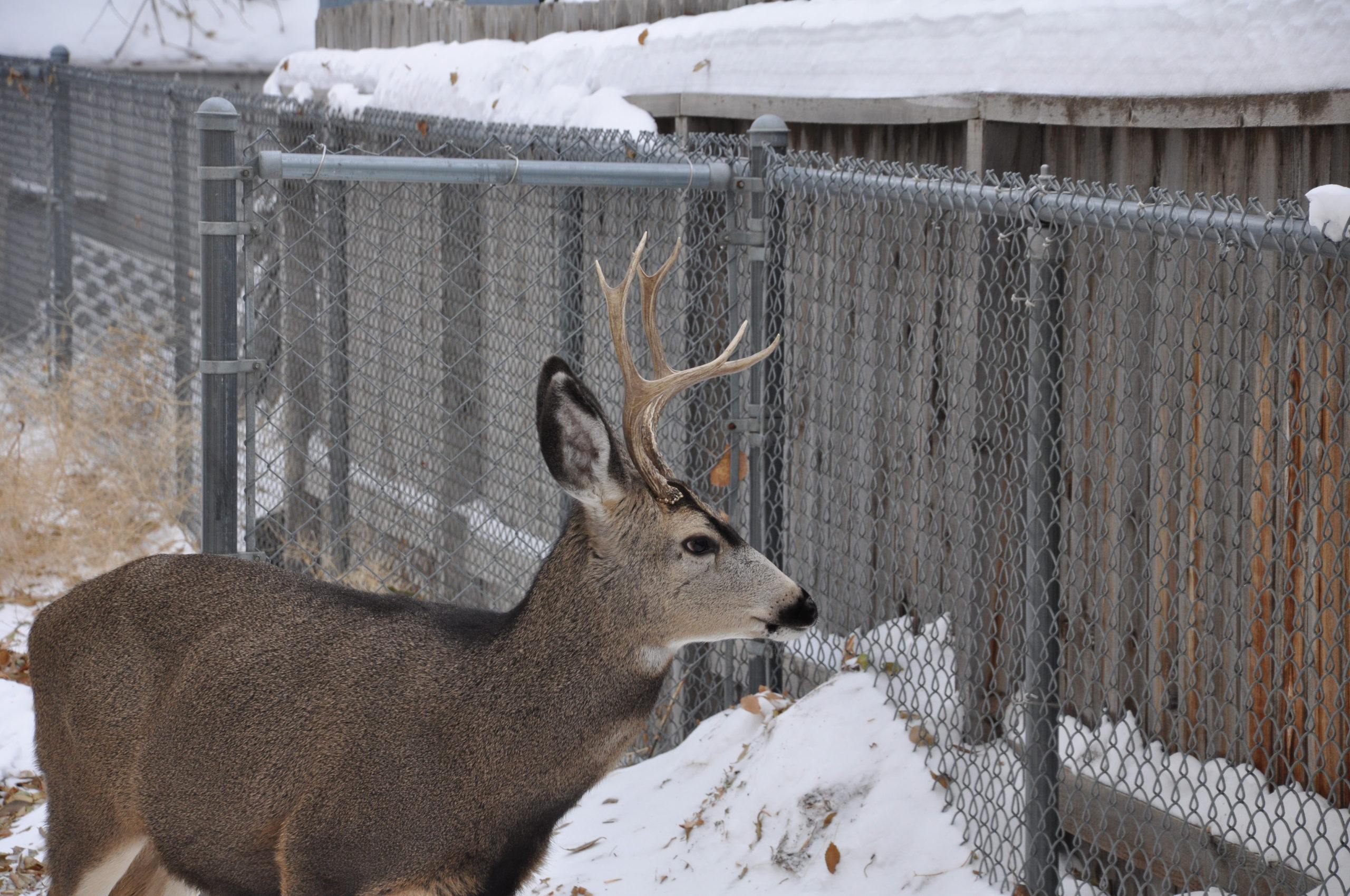 Deer Antler Sheds