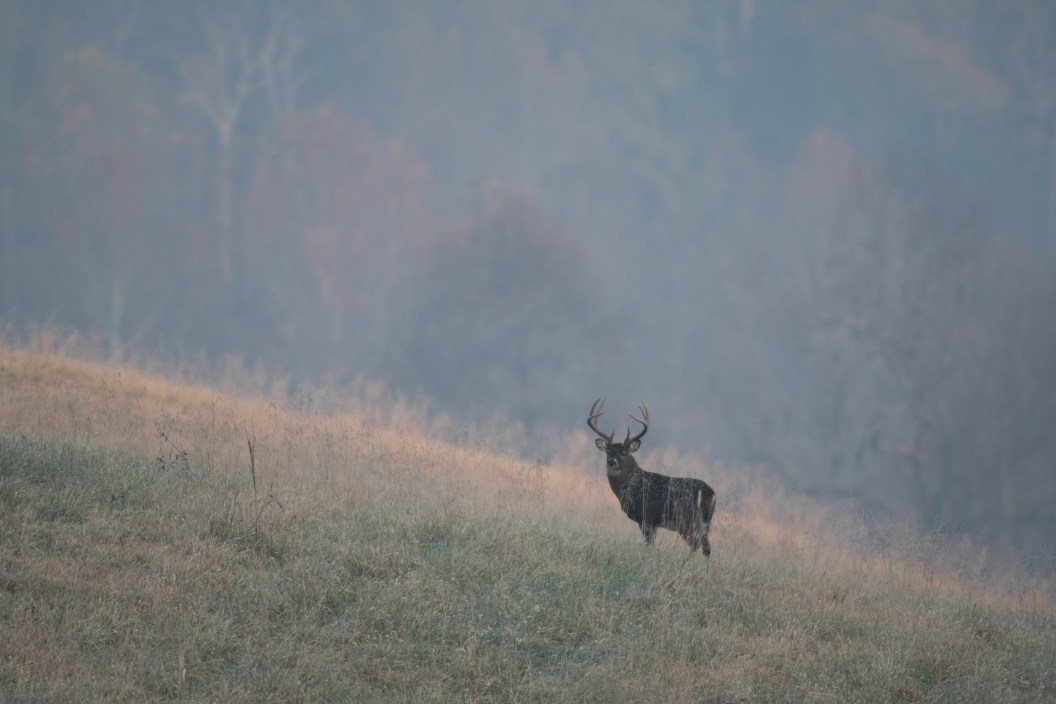 large whitetailed deer buck standing on a hillside on a foggy morning in Cades Cove in Smoky Mountain National Park