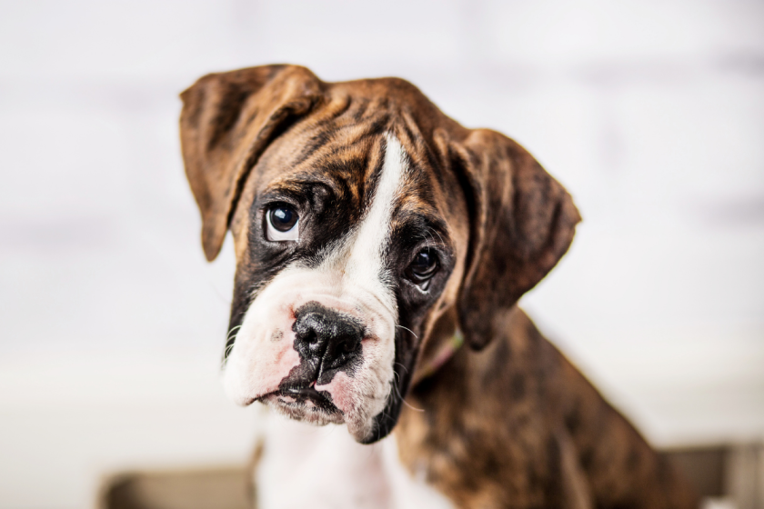 How Long Do Boxers Live?