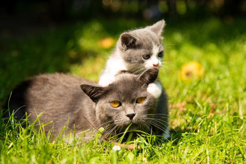 Playful kitten lays on top of mother in the grass when can kittens leave their mom