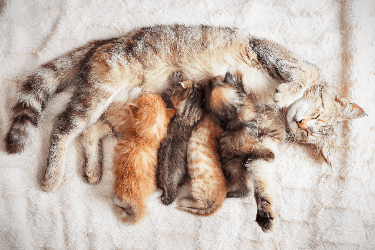 When Can Kittens Leave Their Mom: How to Tell They Left Too Soon
