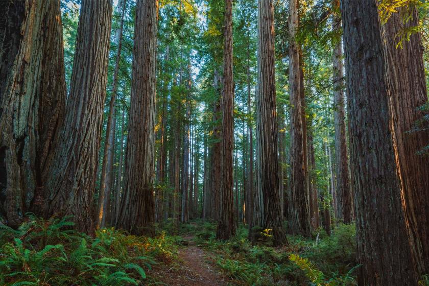 Prairie_Creek_Redwoods_State_Park in California