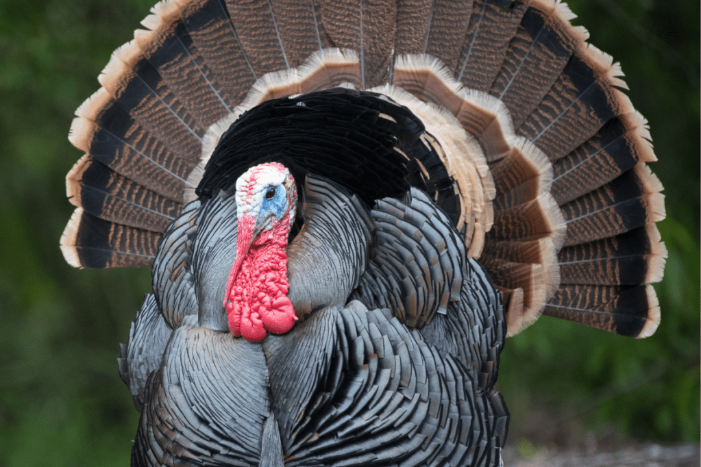 Quit Cold Turkey Meaning + How It Became a Popular Phrase
