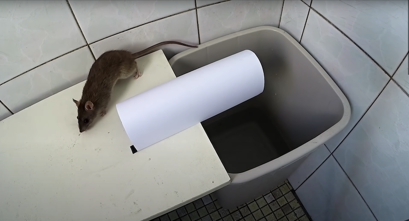 DIY mouse traps