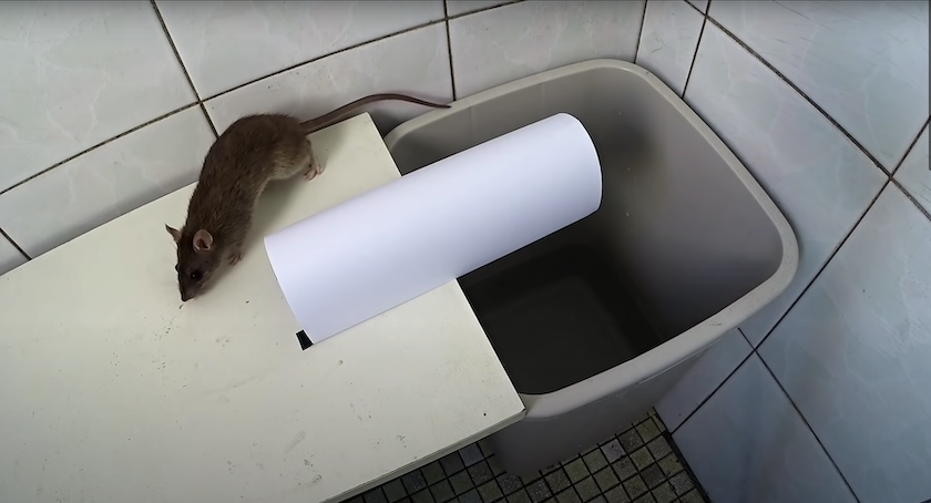 Homemade Mouse Trap - Humane Bucket Trap