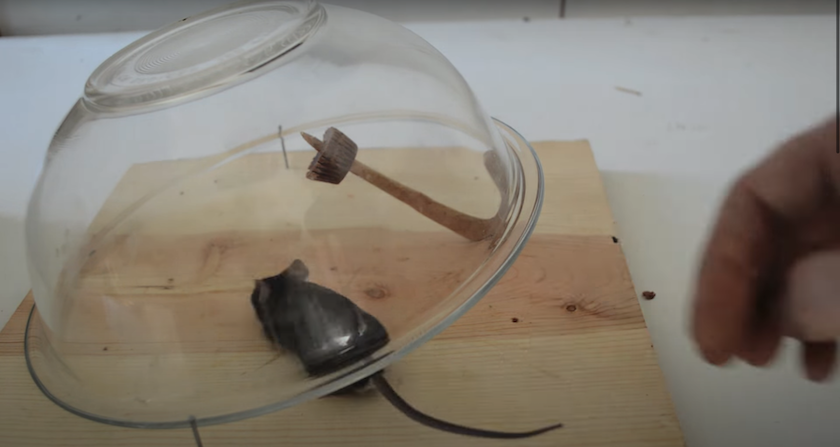 DIY mouse traps