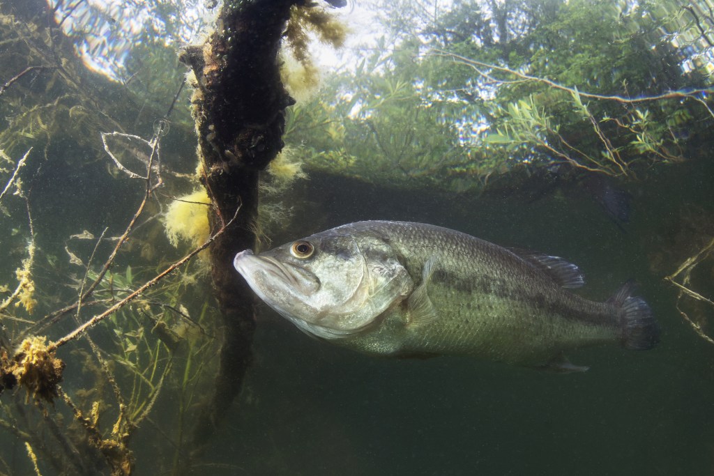 TX Bass Fishing