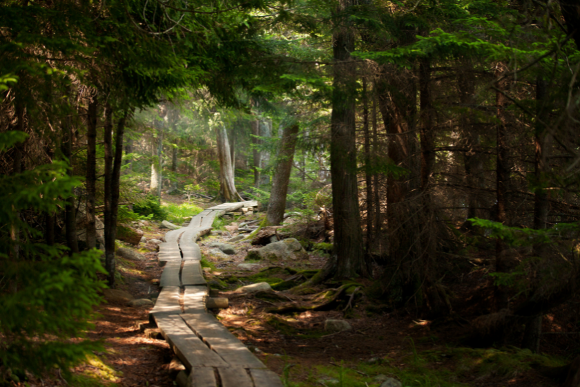 A very quiet path through the forest. The path is made of split timber.