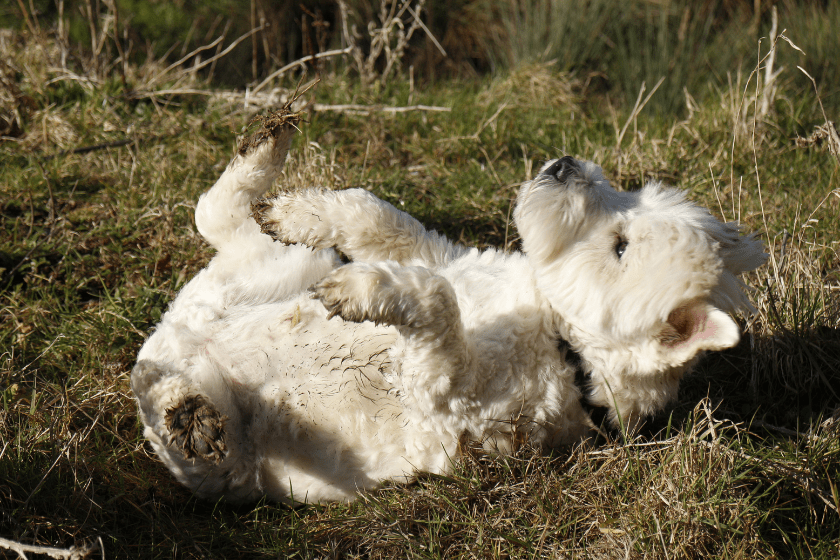 white dog rolling in poop in grass