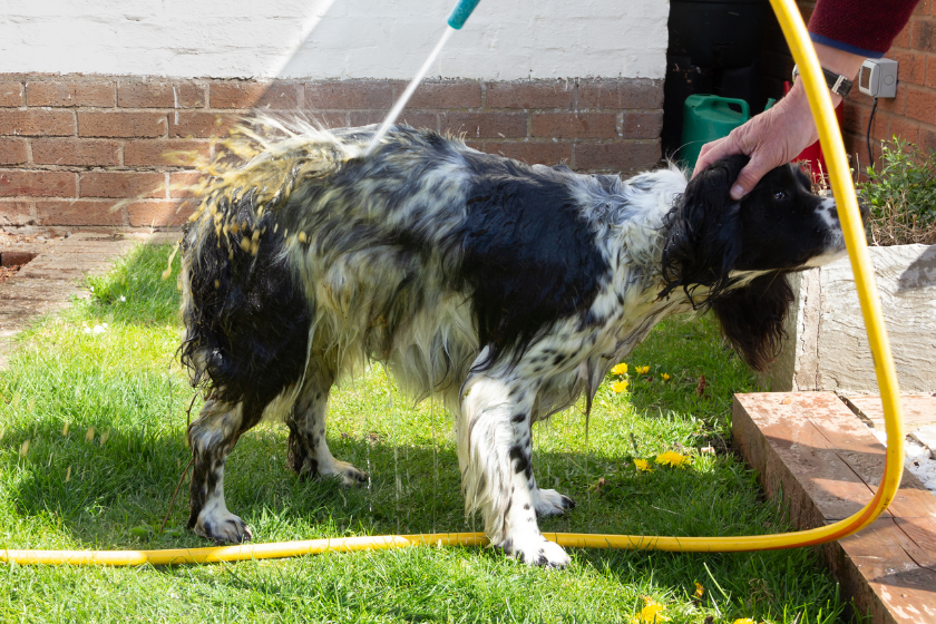 dog being washed with hose