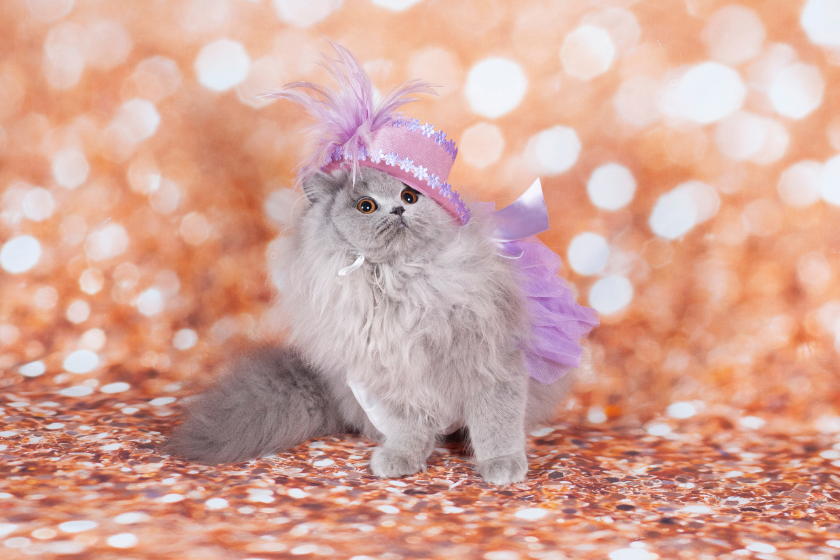flapper cat in costume is the cat's meow