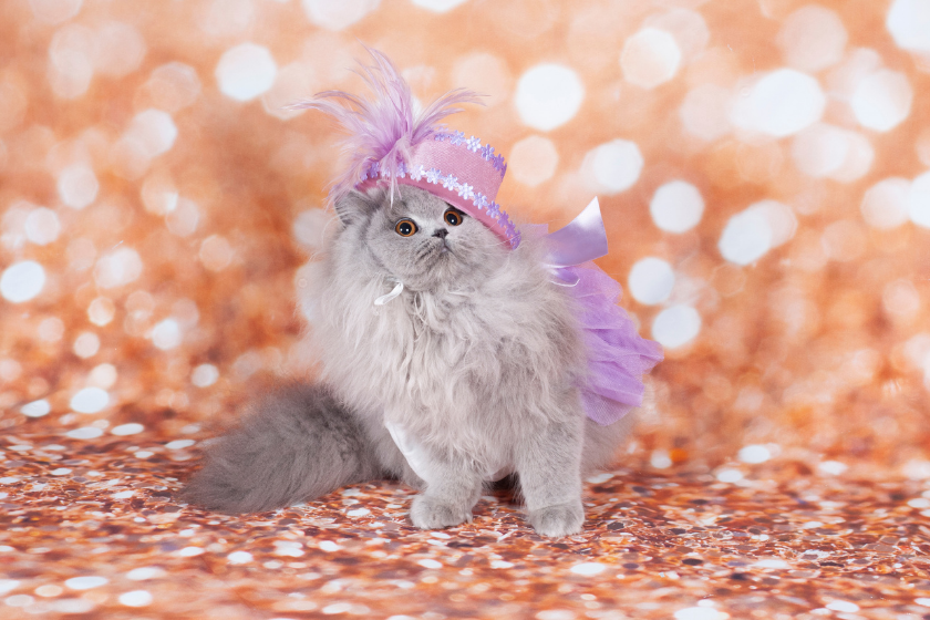 The Cat's Meow: What Does It Mean & Where Did It Come From? The Cat'S Meow: What Does It Mean & Where Did It Come From?