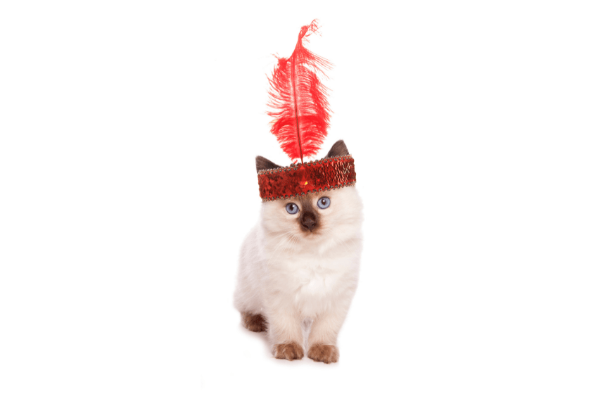 flapper cat with red headband on white background is the cat's meow