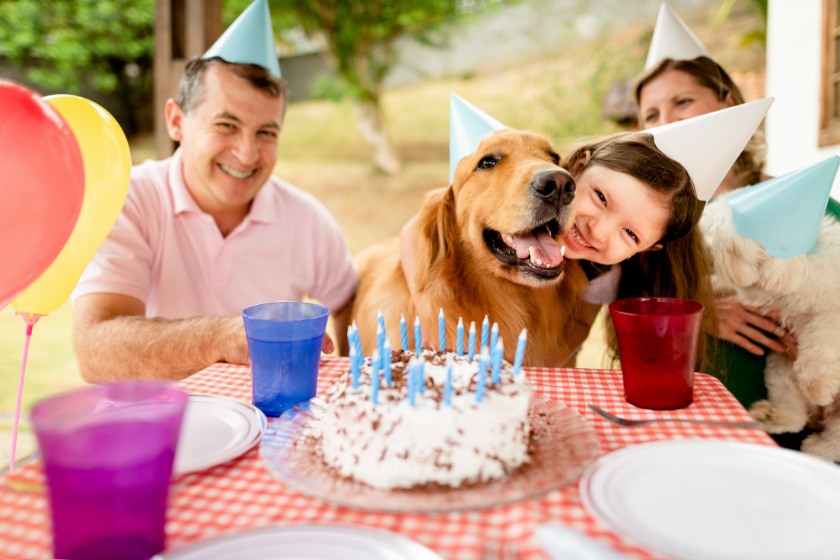 happy golden retriever at party