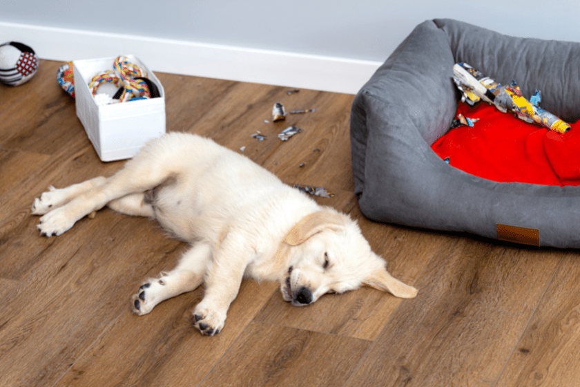tired golden retriever puppy sleeping by toys