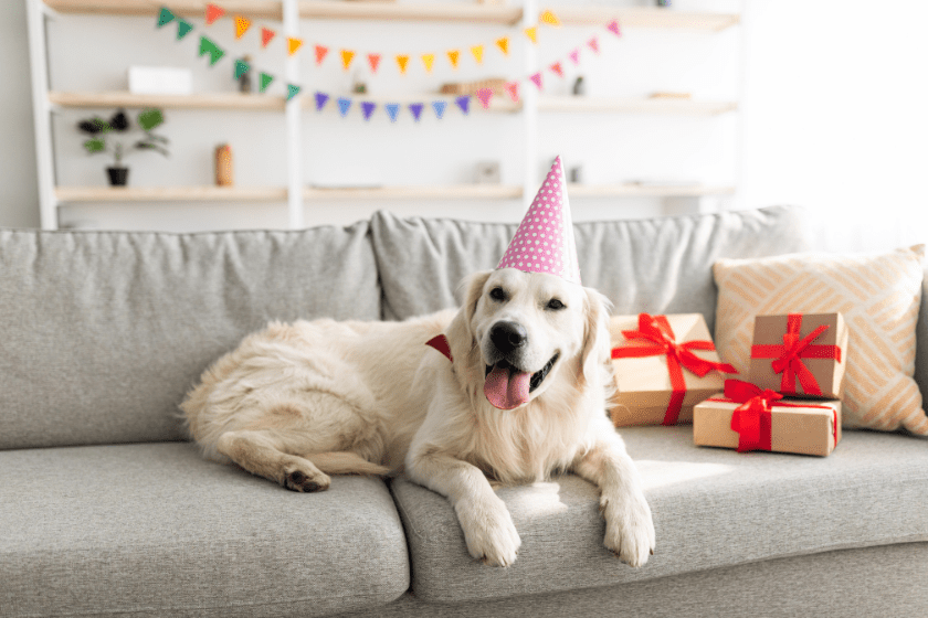 golden retriever with party hat on