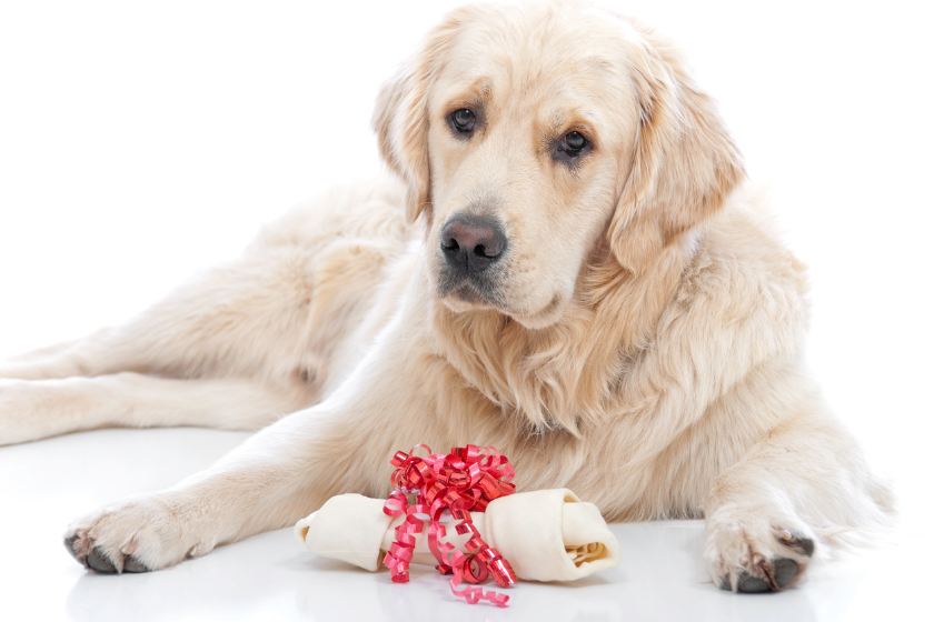 dog with bone present 