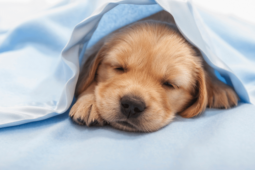 napping golden retriever puppy