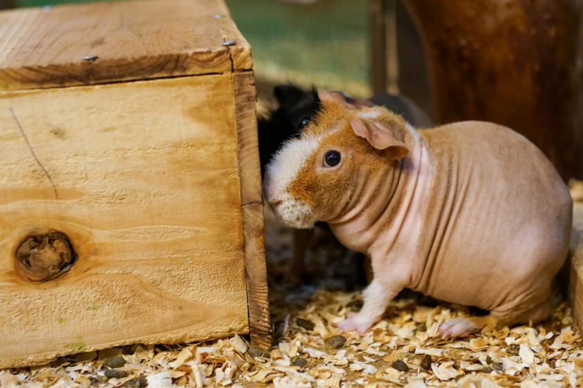 skinny pig