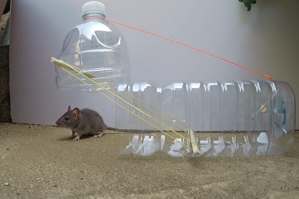 DIY Humane Mouse/Rat Trap Bucket - Homemade Rat Trap (Easy and