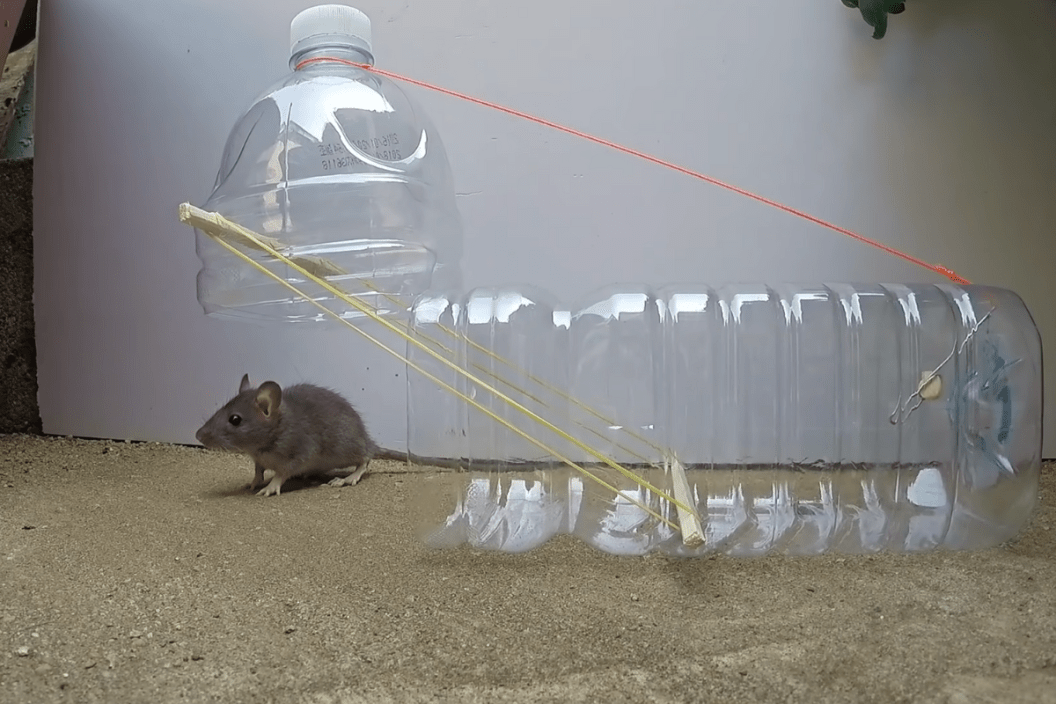 DIY mouse traps